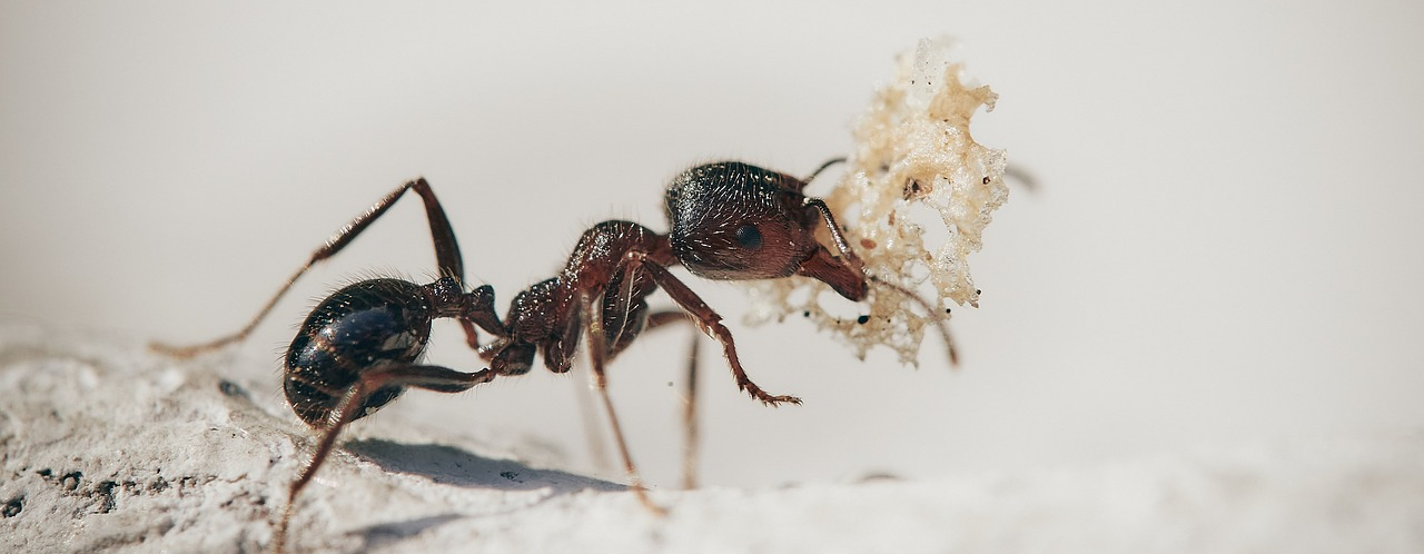 Carpenter Ant