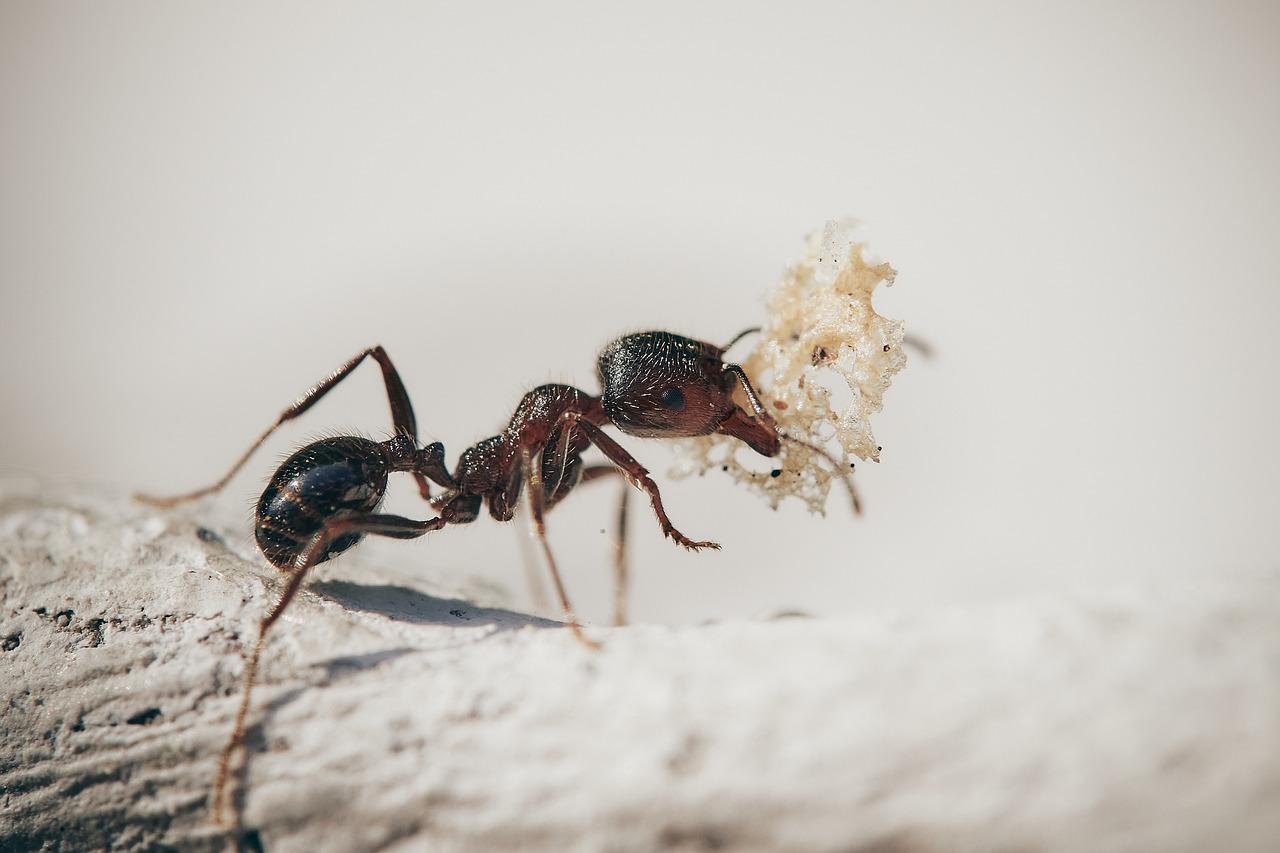 Carpenter Ant