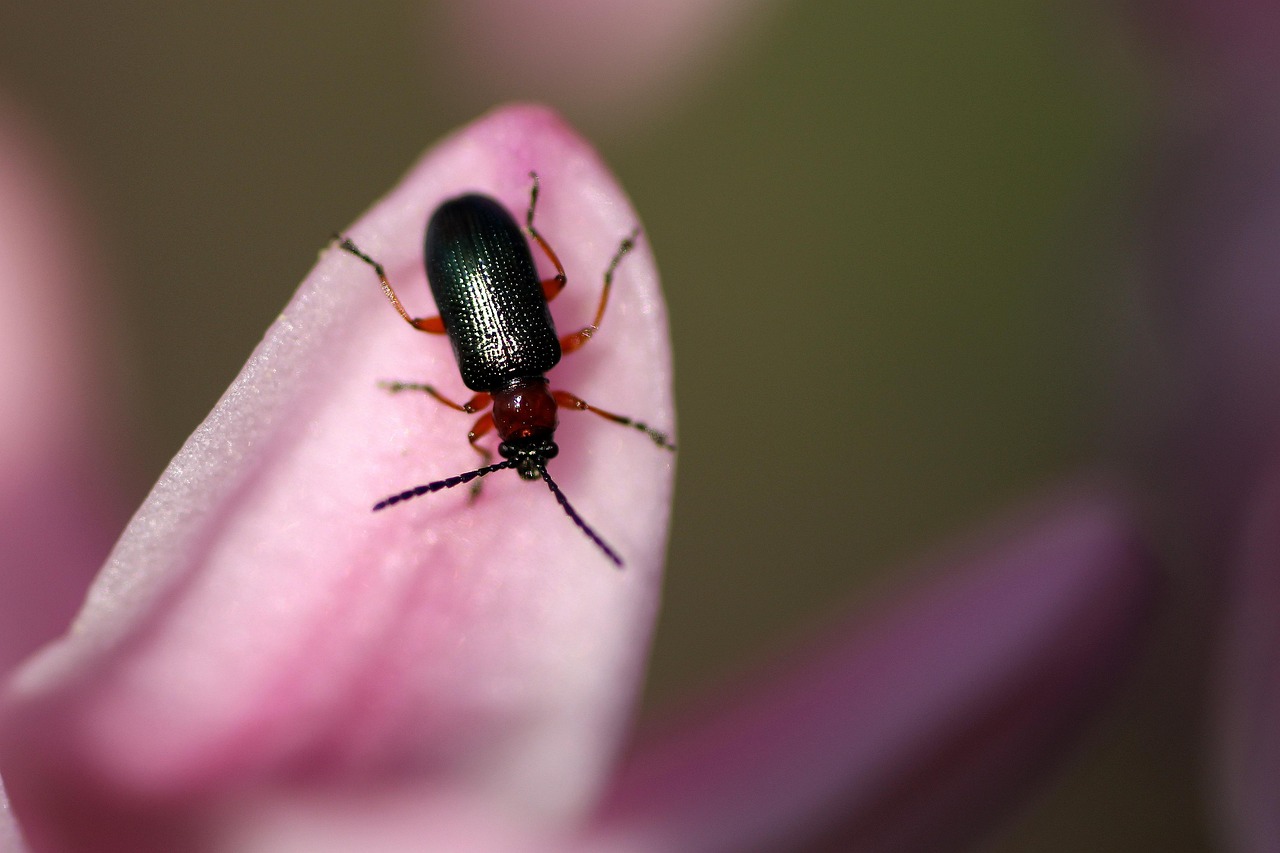 Click Beetle