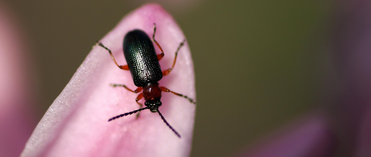 Click Beetle