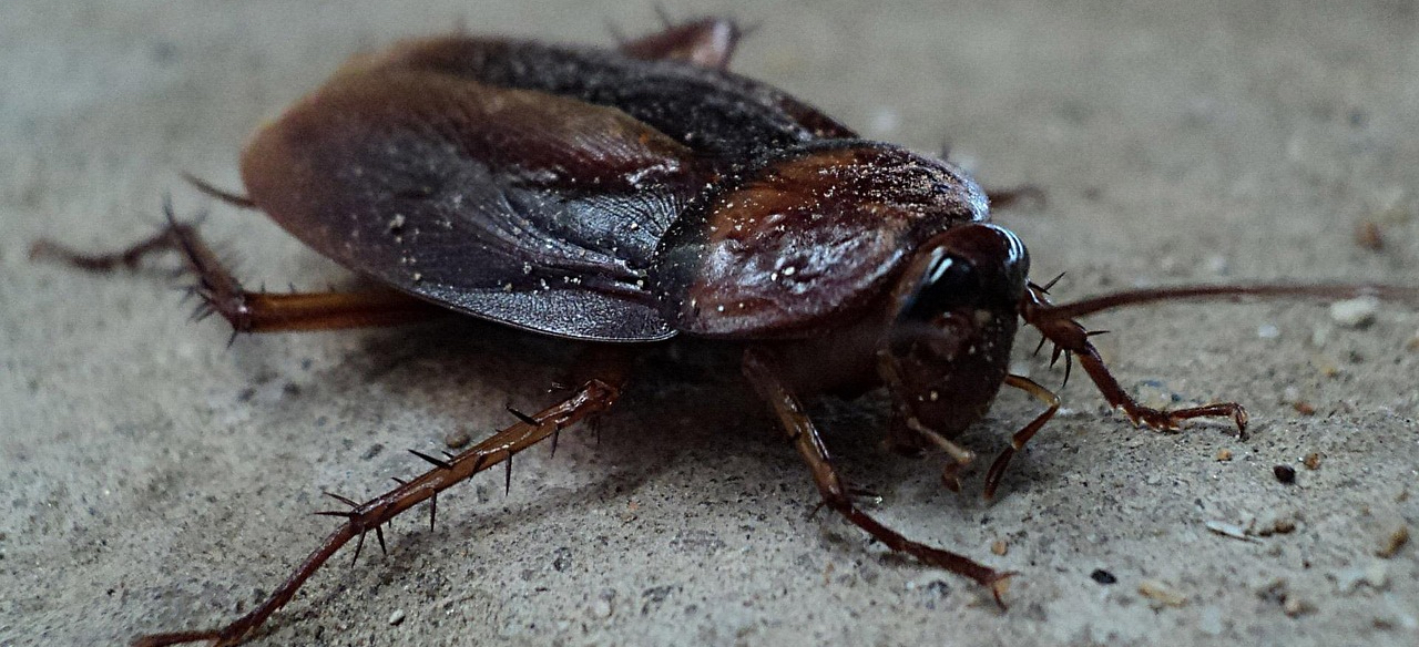 American Cockroach