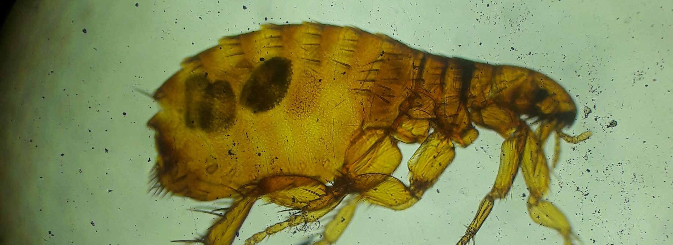 Dog Flea