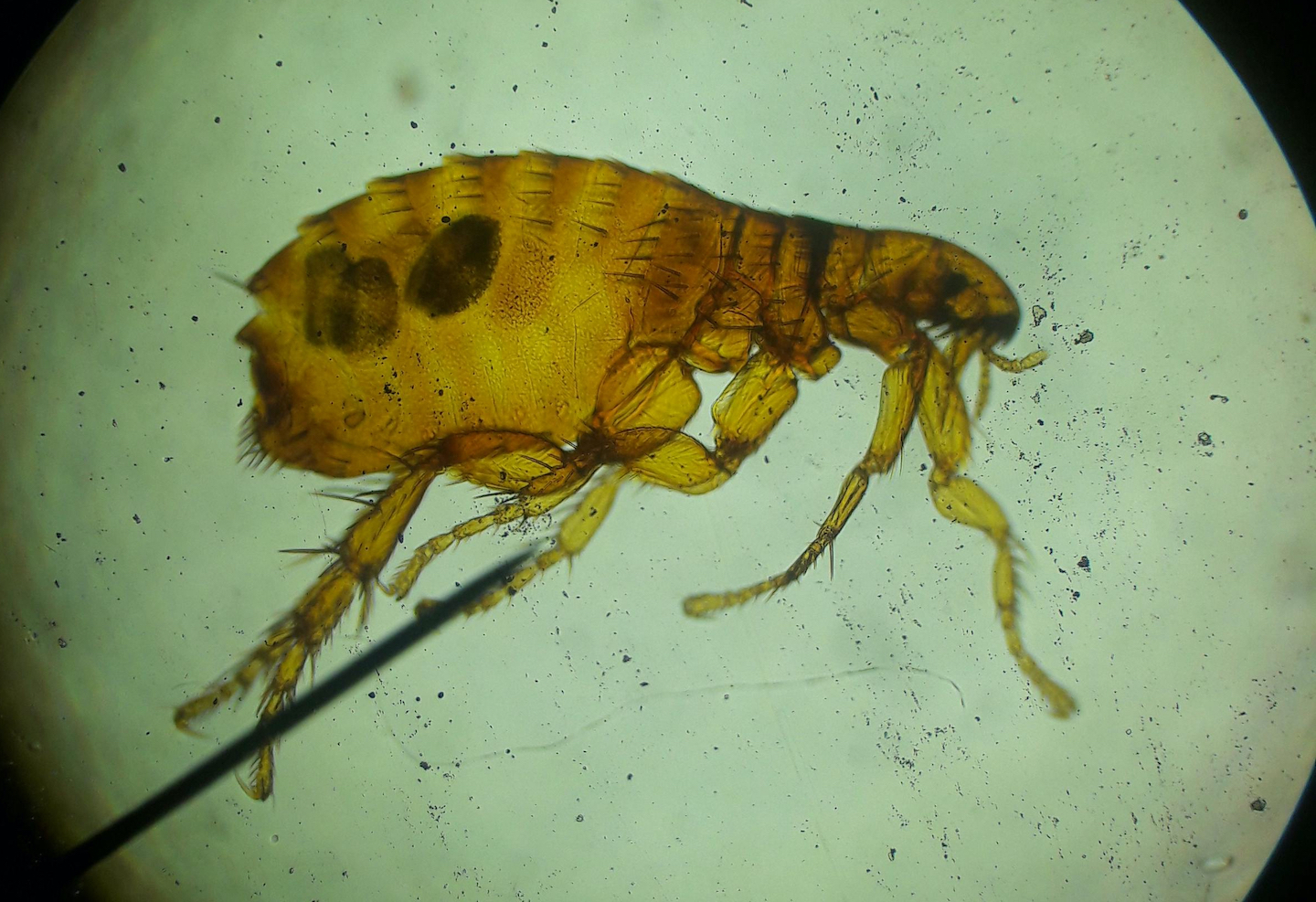 Dog Flea