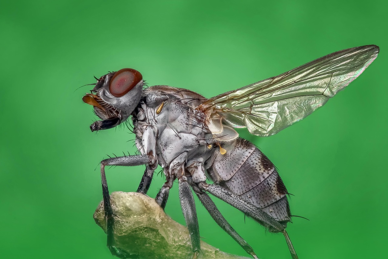 Common House Fly