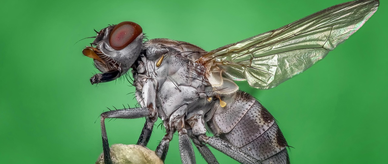 Common House Fly