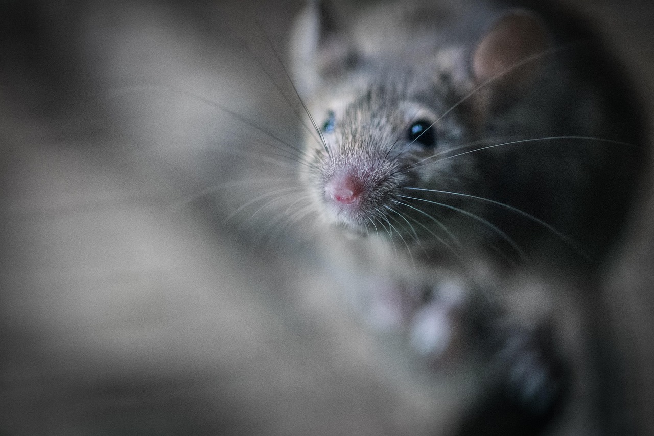 Roof Rat