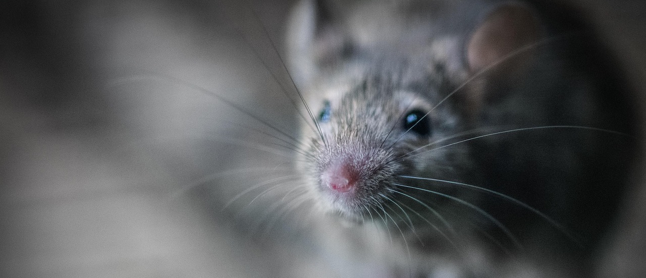 Roof Rat