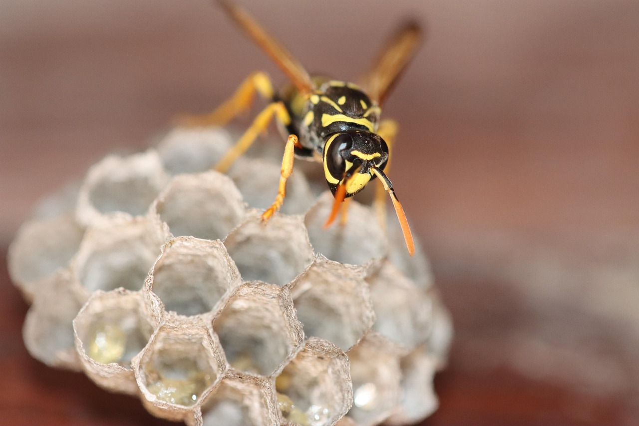 Paper Wasp