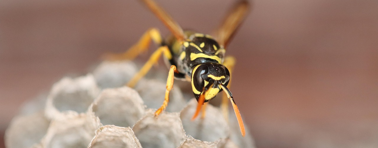 Paper Wasp